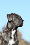 CANE CORSO 953